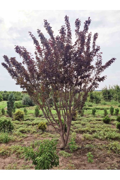 Слива растопыренная Писсарди (куст) - КУЩ_ком45кг/вис.220-240см/Ø180-200см/9років